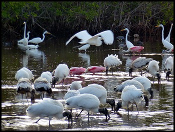 5a - Bike Ride - Marsak Pond Birds