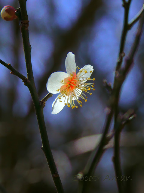 Prunus mume