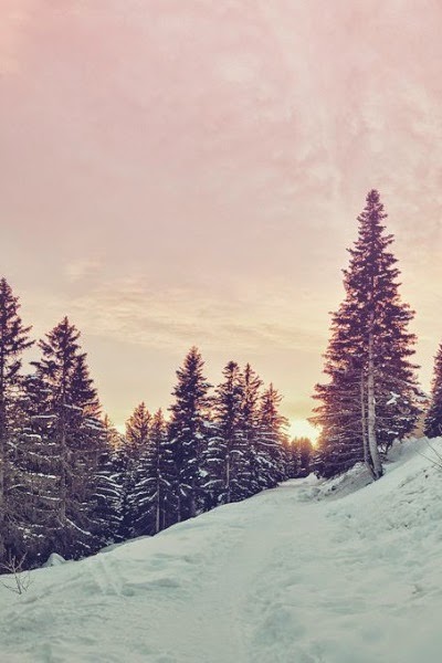 sapins sous la neige