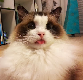 Funny cats - part 86 (40 pics + 10 gifs), cute fluffy cat sticks its tongue
