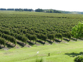 vinícolas perto de Montevideu - Uruguai (Juanicó)