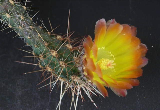 xuong-rong-austrocactus-coxii