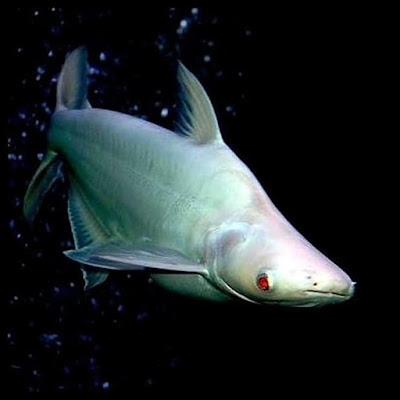 Jenis Ikan Patin Hias Albino