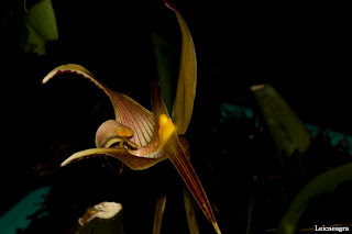 Bulbophyllum polystictum