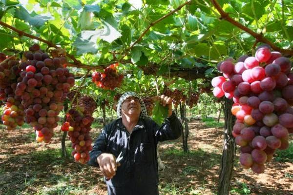 حقول العنب في الخليل - فلسطين المحتلة