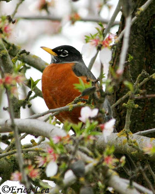 American Robin, bird, flowers, fruit tree
