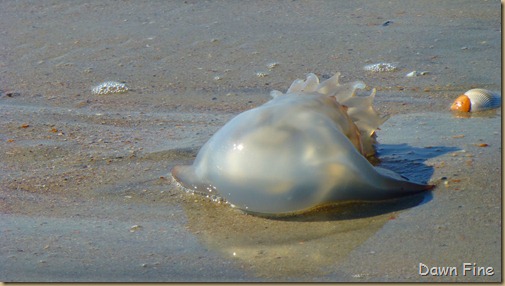 edisto beach_078