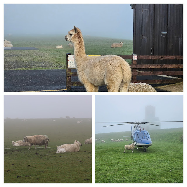 Collage of the heliports and helicopter to Lundy showing sheep and alpaca