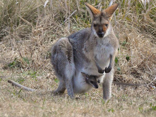 Definisi atau Pengertian Hewan  Marsupial Cinta Sains