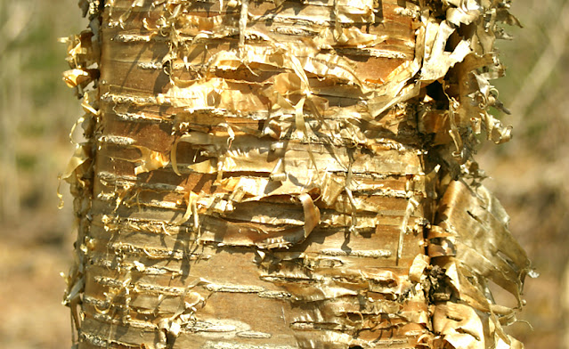 Bark of the Yellow Birch