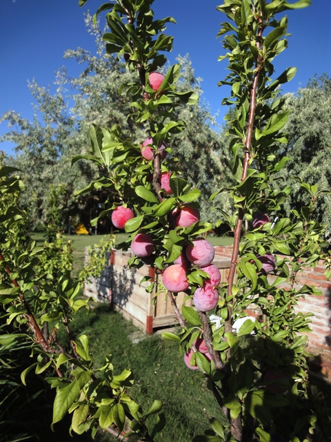 Delectable New Gundica Plums Just Suitable for Offering to Krishna