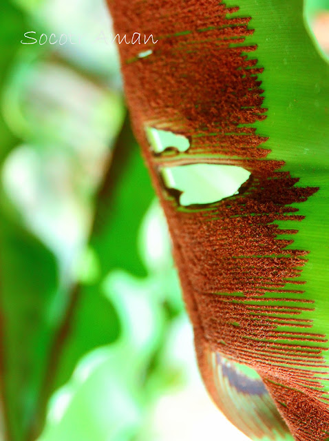 Asplenium antiquum Makino