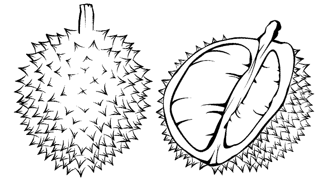 durian coloring pages