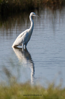 Wildlifefotografie Neretva Delta Seidenreiher Olaf Kerber