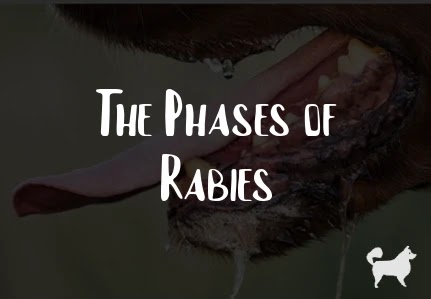 The Phases of Rabies