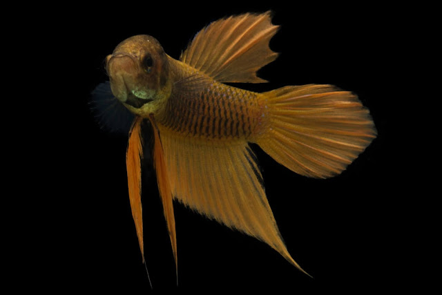 Kaem Lueang Benjarong Betta Fish (plakat)