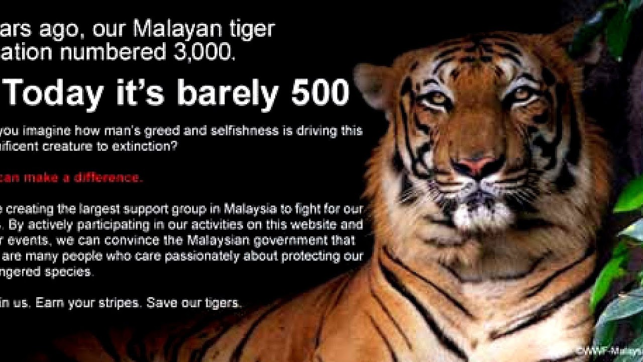 Why Is The Malayan Tiger Endangered