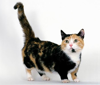 Munchkin Cats Seen On www.coolpicturegallery.us