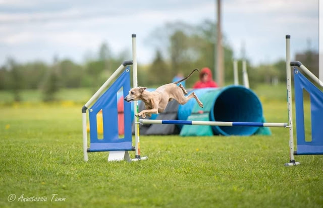 Italian Greyhound agility