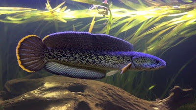 10 ikan gabus snakehead terpopuler dan terunik di Indonesia