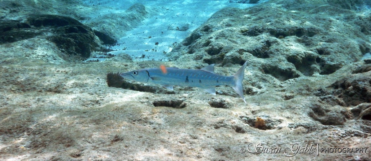 Cozumel 5492