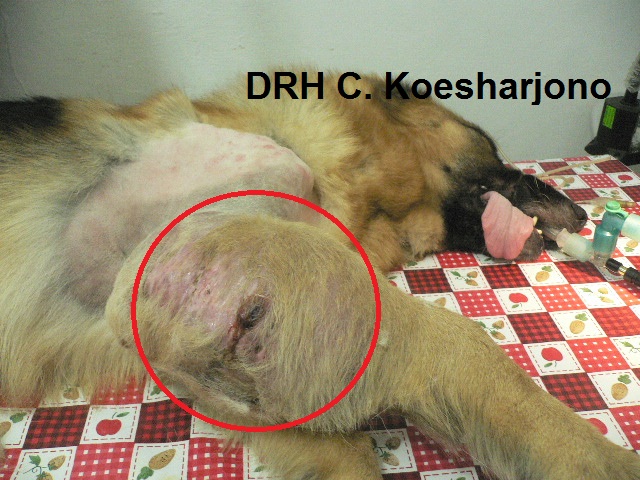 TUMOR PADA KAKI ANJING  Veterinary Clinic drh.C.Koesharjono