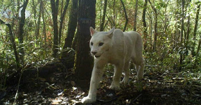 First-Ever White Cougar Spotted In Brazil’s Atlantic Forest