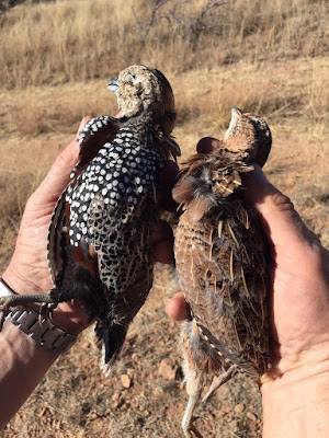 bird dogs and bird hunting