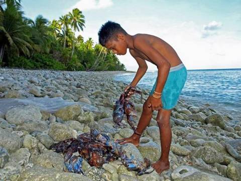 Giant Coconut Crab