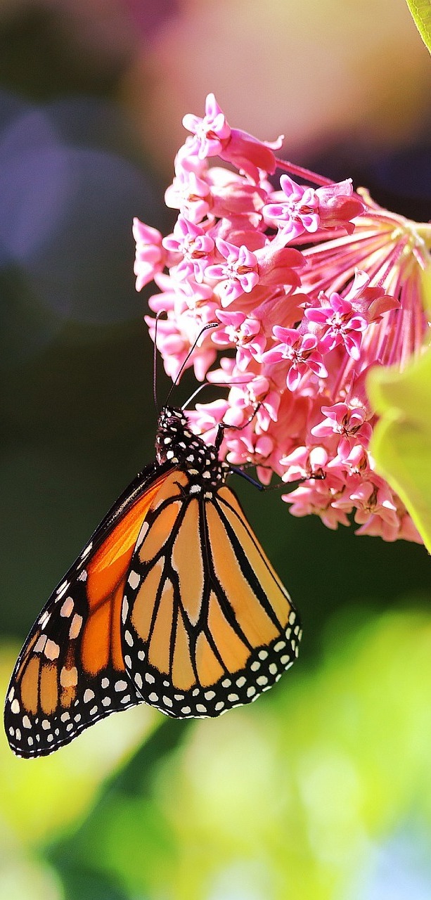 Monarch butterfly.