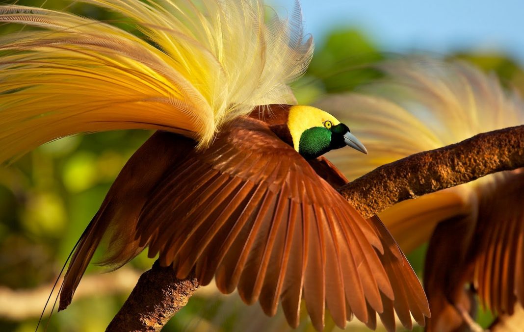 Unduh 47 Gambar Fauna Burung Cendrawasih  Gratis