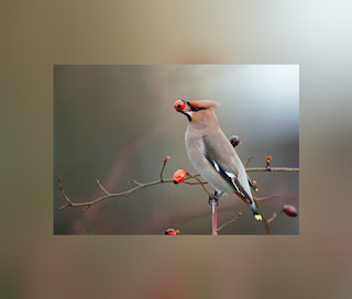This is an illustration of a Bohemian Waxwing (One of the Most Beautiful birds in the world)