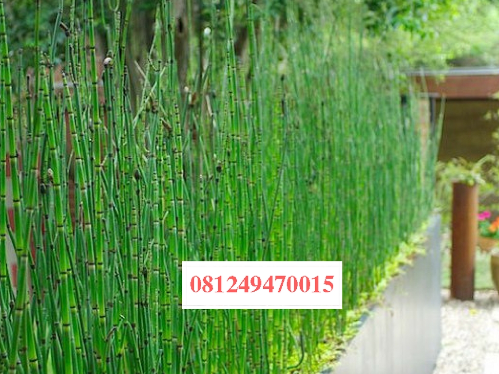  Jual  Tanaman Hias Bambu  Air  Di Palembang jual  tanaman 