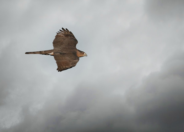 An adult Cooper's hawk seen flying against a cloudy sky.