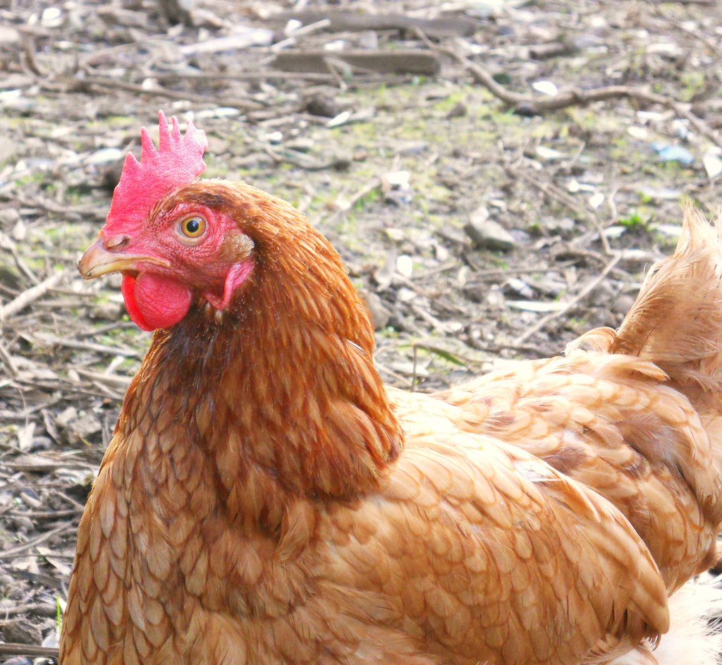 Gallus Domesticus ialah nama saintifik bagi ayam kampung yang ...