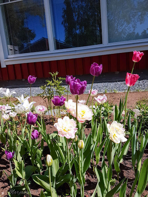 tulppaani kevät kukkapenkki