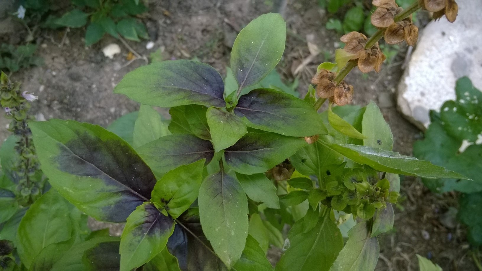 Grow basil in full sun in fertile, well drained soil.