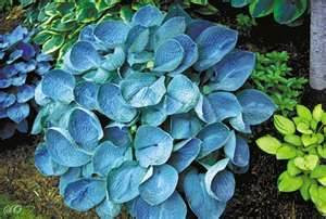 Gone Gardening: Hostas