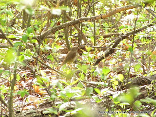 Hermit Thrush