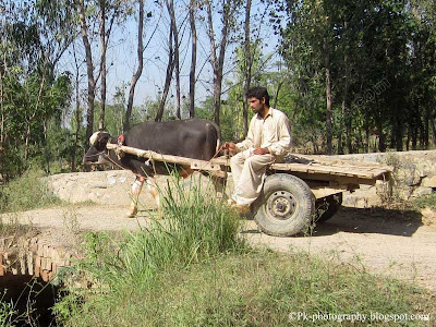 Ox Cart Pic