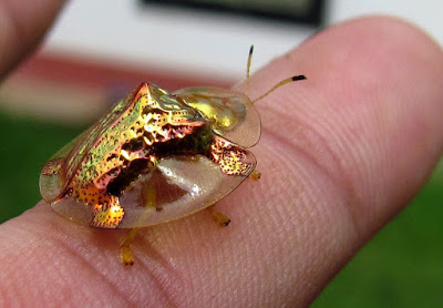 Golden Tortoise Beetle Hd Wallpapers For Android Free Download 