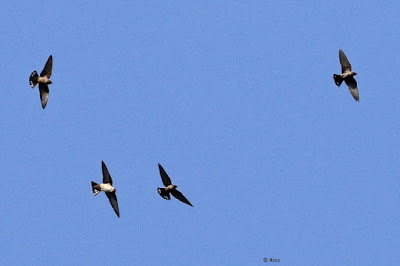 Eurasian Crag-Martin - winter visitor