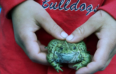 toad held in hands