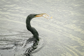 Anhinga eats a fish.