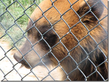 bear3