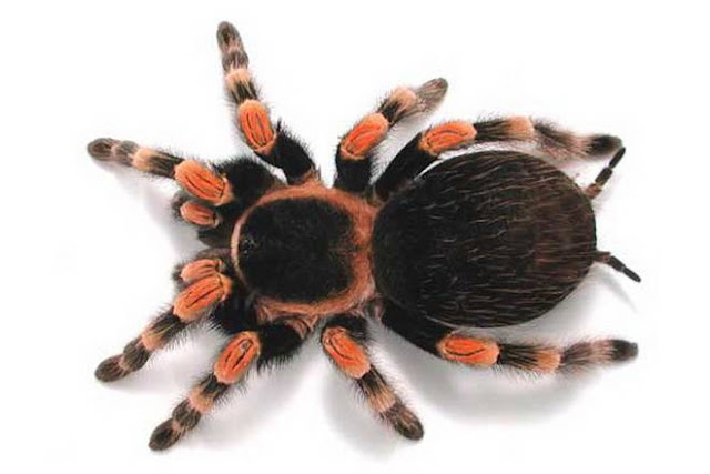 pet tarantula