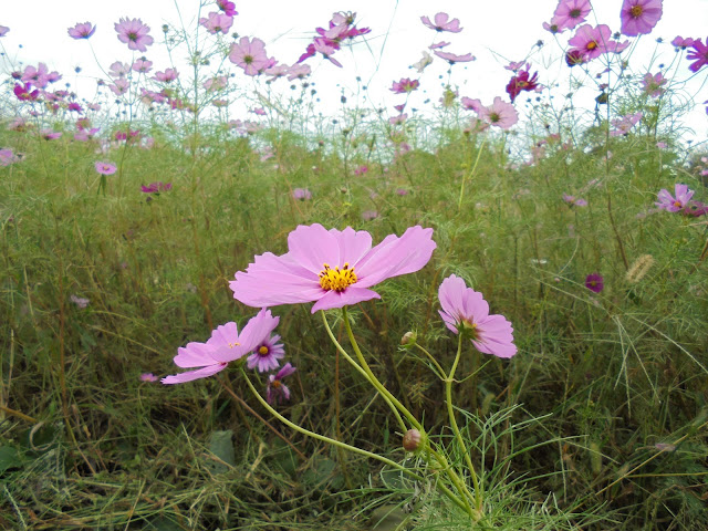 弥生の森の広場のコスモス畑