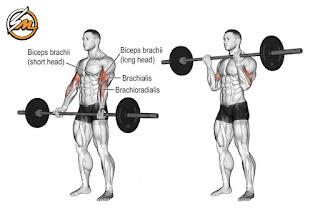 The 5 Best Exercises For Massive Arms