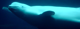 Beluga Whales at Georgia Aquarium