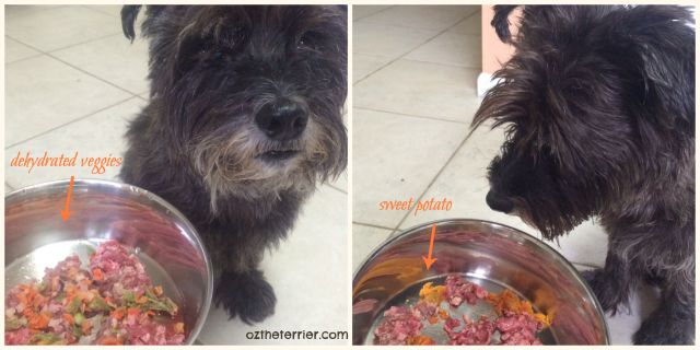 Oz the Terrier adds veggies and supplements to Raw Paws Complete Goat making it BARF